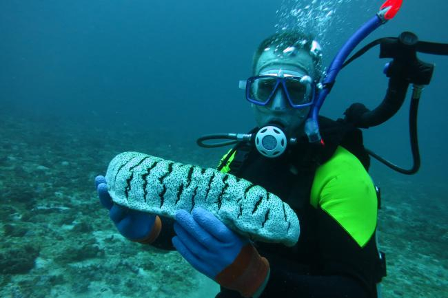 Eine Seegurke der Gattung Holothuria auf den Philippinen  (Foto: Jon Altamirano)