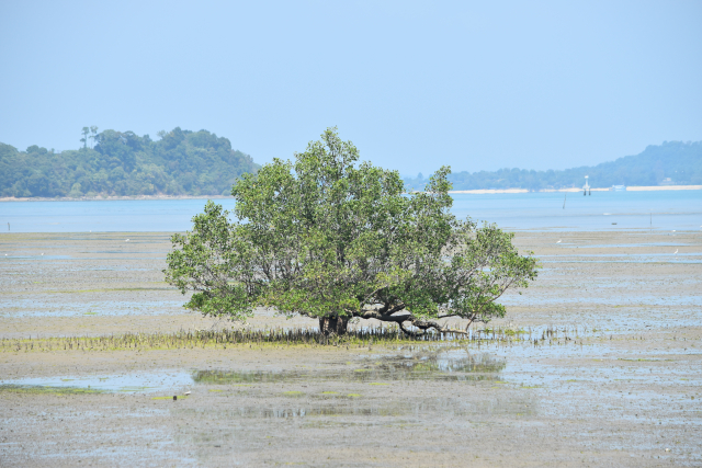 Trockengefallene Küstensedimente bei Niedrigwasser in Thailand | Foto: Tim Jennerjahn, ZMT