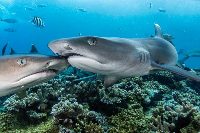 Zwei Weißspitzen-Riffhaie (Trianeodon obesus) auf Tuchfühlung in Fidschi  | Foto: Tom Vierus