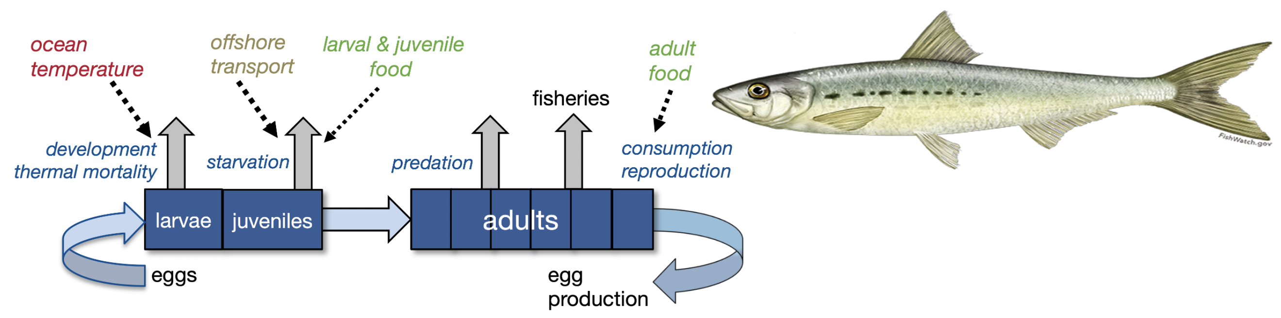 Modell Lebenszyklus Fischpopulationen - Wechselwirkungen mit Umwelt, Raubtieren und Fischereien im Kalifornienstrom