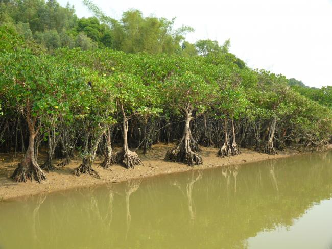 Mangroven in Beibu, China | Foto: Daniel Kaiser