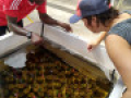 Seagrasses for Life Workshop Znazibar Nov 2019  15 