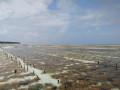 Seagrasses for Life Workshop Znazibar Nov 2019  19 