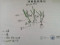 Seagrass drawing from students in Dingcun Primary school Squirrel School 1