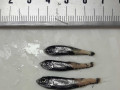 Size classes of differing fish species will be used to compare the biomass-size spectra between the northern and southern Benguela. / Die Gr&ouml;&szlig;enklassen verschiedener Fischarten gehen in die Analyse sogenannter Biomasse-Gr&ouml;&szlig;enspektren ein, die wir zwischen