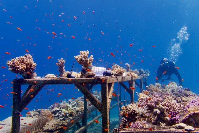 Unterwasserszene, die eine Korallenrestaurierungsstruktur aus Metallträgern und Plattformen zeigt, die mit wachsenden Korallenfragmenten bedeckt sind. Im Hintergrund schwimmt ein Forschungstaucher in der Nähe der rechten Bildseite und hinterlässt eine Spur von Blasen.