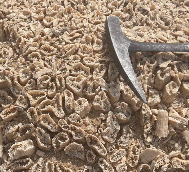 Nahaufnahme einer felsigen Oberfläche, dicht bedeckt mit kleinen, beige-farbenen versteinerten Korallenfragmenten, die feine, gerippte, kreisförmige und röhrenartige Strukturen zeigen. Ein metallischer Geologenhammer mit spitzem Ende liegt diagonal im oberen rechten Bereich und dient als Maßstab sowie Hinweis auf Feldarbeit. Die trockene, sonnenbeschienene Szene betont die detaillierten Texturen der im Boden eingebetteten Fossilien.