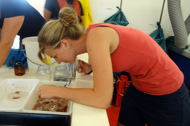 Carolin Müller auf der Meteor (Foto: Werner Ekau, ZMT)