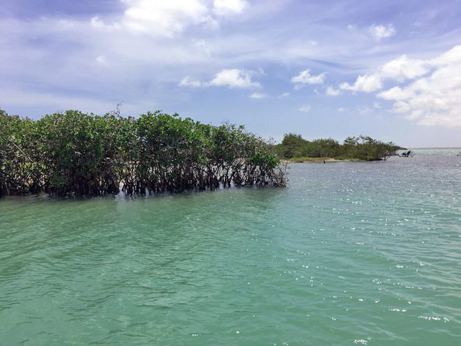 Mangroven in Kolumbien (Foto: Julian Granados, ZMT)