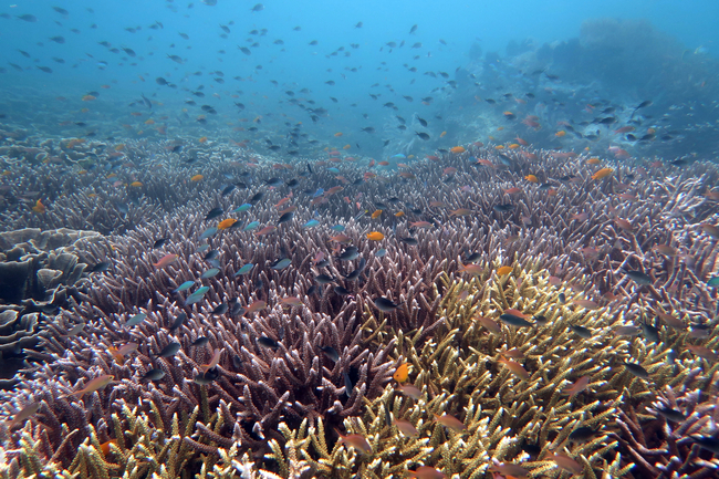 Weite Unterwasseraufnahme eines Korallenriffs mit dicht verzweigten Korallen, über und zwischen denen Hunderte kleiner, bunter Fische in Blau-, Orange-, Gelb- und Schwarztönen schwimmen. Das klare, blaue Wasser wird nach oben hin heller, während im Hintergrund weitere Fische in der Ferne zu sehen sind.